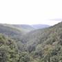 Purling Brook Falls - Springbrook National Park
