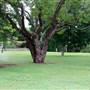 Queens Park, Upper Area