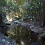 Tamborine National Park