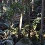 Tamborine National Park