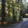 Winding Scenic Mountain Road - National Park