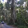 Winding Scenic Mountain Road - National Park