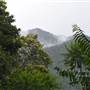 Mamu Tropical Skywalk