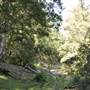 Venus Pools, Stream & Forest
