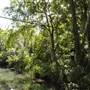 Venus Pools, Stream & Forest