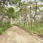Mulgumpin (Moreton Island) Bush Track - Middle Road