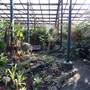 Queenspark Greenhouse