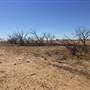 Dead Tree Patch