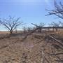 Dead Tree Patch