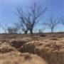 Dead Tree Patch