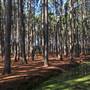 Pine Forest, Riverside Skate Park & Open Sports Fields - Pizzey Park