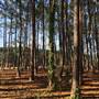 Pine Forest, Riverside Skate Park & Open Sports Fields - Pizzey Park