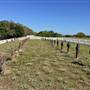 St Helena Island National Park - Prison Cemetery