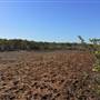 Brisbane Region - Swamps / Mangroves (St Helena Island)