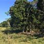 St Helena - Tree Areas & Rainforest