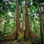 Daintree Fan Palm Forest