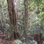 Palm Tree Grove