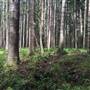 Bonogin Backlot & Pine Forest