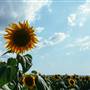 Sunflower Fields