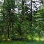 Hillside Hoop Pine Forest