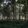 Hinterland Stream with Forest & Paddock