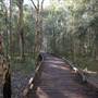 Gold Coast - Coombabah Paperbark Forest