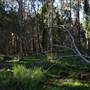 Gold Coast - Coombabah Paperbark Forest