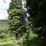 Hinterland Jungle Backlot