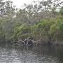 Harrys Hut Area (Noosa Everglades)