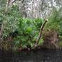 The Narrows (Noosa Everglades)