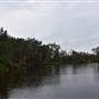 Fig Tree Point (Noosa Everglades)