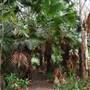 Fig Tree Point (Noosa Everglades)
