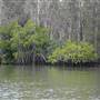 Johns Landing (Noosa Everglades)