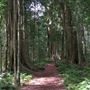 Bunya Mountains