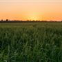 Kingaroy