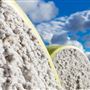 Cotton Fields