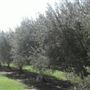 Watercress Creek Olives and Limes