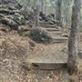 Toohey Forest - Toohey Ridge Track