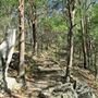 Toohey Forest - Sandstone Circuit