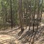 Mahogany Track - Mount Coot-tha Forest