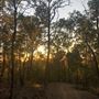 Mount Coot-tha Forest - Pinnacle Trail