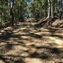 Mount Coot-tha Forest - Powerful Owl Trail