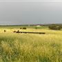 Dumbarton Cattle Station