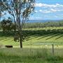 Dumbarton Cattle Station