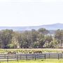 Summer Land Camel Farm