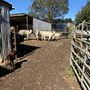Back Creek Farm