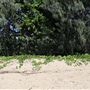 Yorkeys Knob Beach