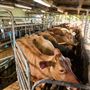 Mungalli Creek Bio-Dynamic Dairy