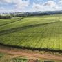 Nerada Tea Plantation and factory