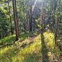 Hayes Property